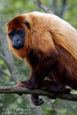 NAF01118007 rode brulaap / Alouatta seniculus