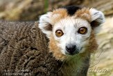 NAF01118018 kroonmaki / Eulemur coronatus