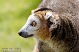 NAF01118021 kroonmaki / Eulemur coronatus