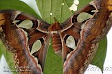 NAA01080839 atlasvlinder / Attacus atlas