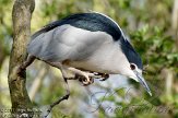 NAA01112859 kwak / Nycticorax nycticorax