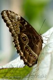 NAA01112916 blauwe morpho / Morpho peleides