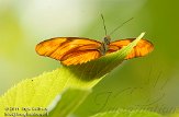 NAA01112950 vuurpassiebloemvlinder / Dryas iulia