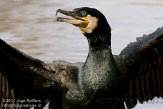 NAA01113152 aalscholver / Phalacrocorax carbo