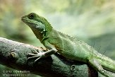 NAA01120281 groene wateragame / Physignathus cocincinus