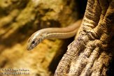 NAA01120309 scheltopusik / Pseudopus apodus