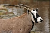 NAA02129941 gemsbok / Oryx gazella