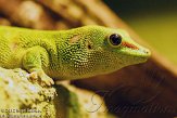 NAA0212A011 Madagaskarreuzendaggekko / Phelsuma grandis