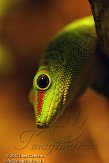 NAA0212A014 Madagaskarreuzendaggekko / Phelsuma grandis