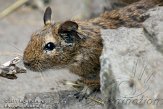 NAK01113235 degoe / Octodon degus