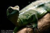 NAK01113242 groene basilisk / Basiliscus plumifrons