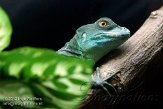 NAH01122599 groene basilisk / Basiliscus plumifrons