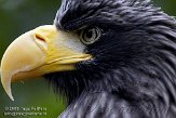 NAV0109A617 Stellers zeearend / Haliaeetus pelagicus