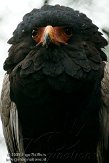 NAV0109A631 bateleur / Terathopius ecaudatus