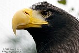 NAV0109A657 Stellers zeearend / Haliaeetus pelagicus