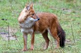 NBB0111B671 dhole / Cuon alpinus