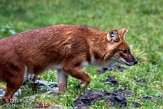 NBB0111B680 dhole / Cuon alpinus