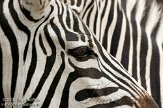 NVB01108913 Grantzebra / Equus quagga boehmi