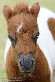 NVB01108926 Falabella / Equus ferus caballus