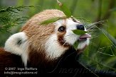 NDB02070062 rode panda / Ailurus fulgens