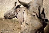 NDB1108A395 Indische neushoorn / Rhinoceros unicornis