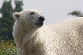 NDB1308A476 ijsbeer / Ursus maritimus