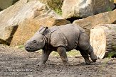 NDB1308A501 Indische neushoorn / Rhinoceros unicornis