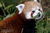 NDB1308A542 rode panda / Ailurus fulgens