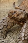 NDB1308A577 sporenschildpad / Centrochelys sulcata