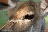 NDB1308A593 grote koedoe / Tragelaphus strepsiceros