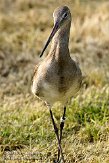 NDB1308A612 grutto / Limosa limosa