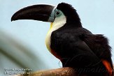 NDB1508A935 groefsnaveltoekan / Ramphastos vitellinus