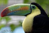 NDB1508A937 zwavelborsttoekan / Ramphastos sulfuratus