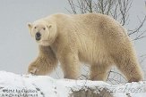 NDB03100814 ijsbeer / Ursus maritimus