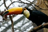 NDB03110716 reuzentoekan / Ramphastos toco