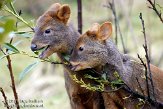 NDB03110749 Chileense poedoe / Pudu puda