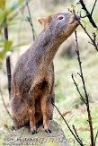 NDB03110759 Chileense poedoe / Pudu puda