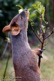 NDB03110770 Chileense poedoe / Pudu puda