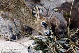 NDB03110839 klipspringer / Oreotragus oreotragus rotsklipdas / Procavia capensis