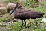 NDB02120129 hamerkop / Scopus umbretta