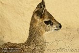 NDB02120178 klipspringer / Oreotragus oreotragus