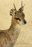 NDB02120184 klipspringer / Oreotragus oreotragus