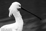 NDB02120196 lepelaar / Platalea leucorodia