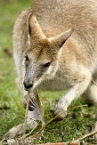 NDB03120764 zandwallaby / Macropus agilis