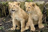 NDB04120812 Aziatische leeuw / Panthera leo persica