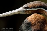 NBZ01094045 Afrikaanse slangenhalsvogel / Anhinga rufa