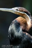 NBZ01094048 Afrikaanse slangenhalsvogel / Anhinga rufa