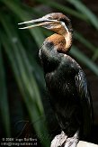 NBZ01094058 Afrikaanse slangenhalsvogel / Anhinga rufa