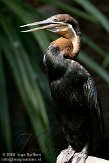 NBZ01094058 Afrikaanse slangenhalsvogel / Anhinga rufa