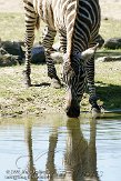 NBZ01094083 Grantzebra / Equus quagga boehmi